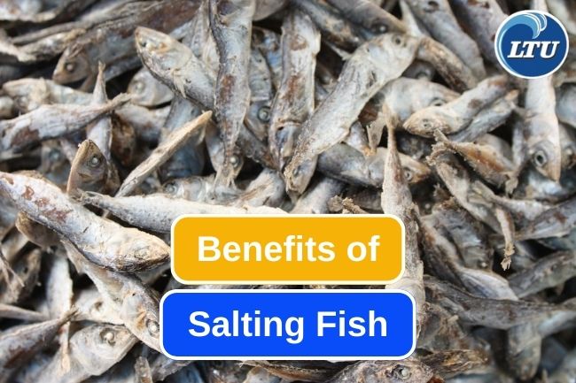 5 Reason Why Salting Is A Great Way To Preserve Fish